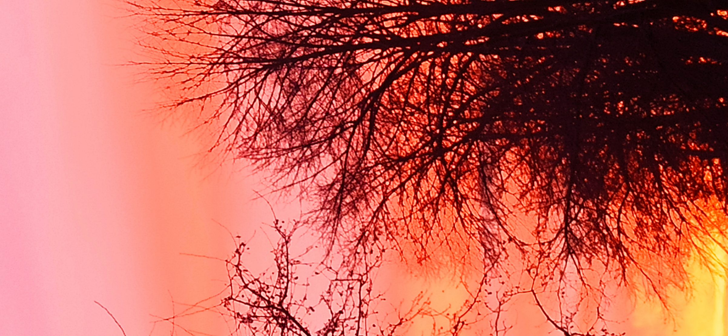 Treetops in front of a flaming sky.