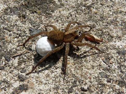 Webliche Wolfspinne mit weißem Eikokon.