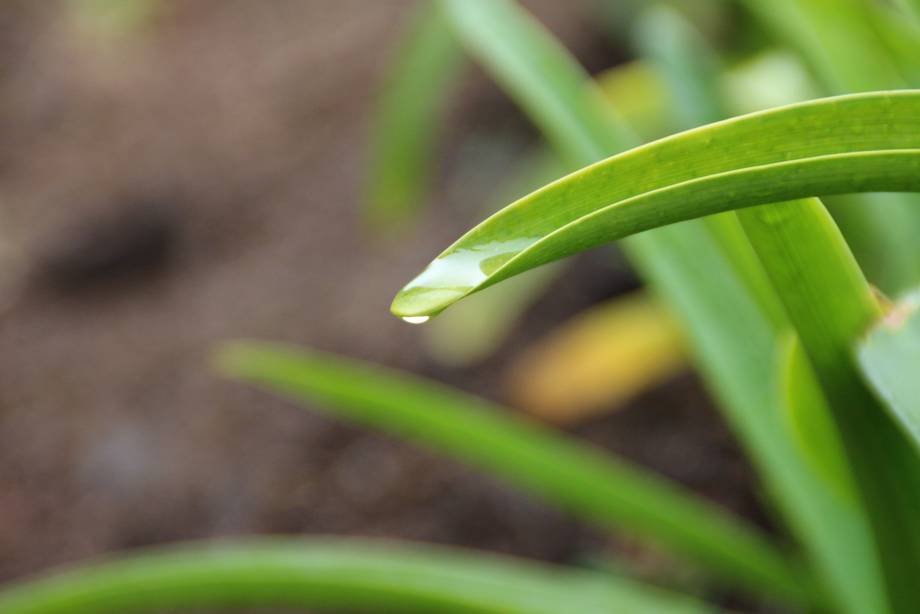 Grüne Pflanze mit Wassertropfen