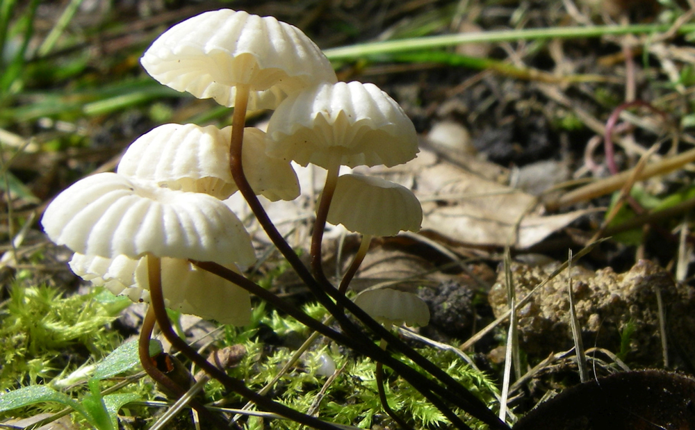 Pilz im Wald