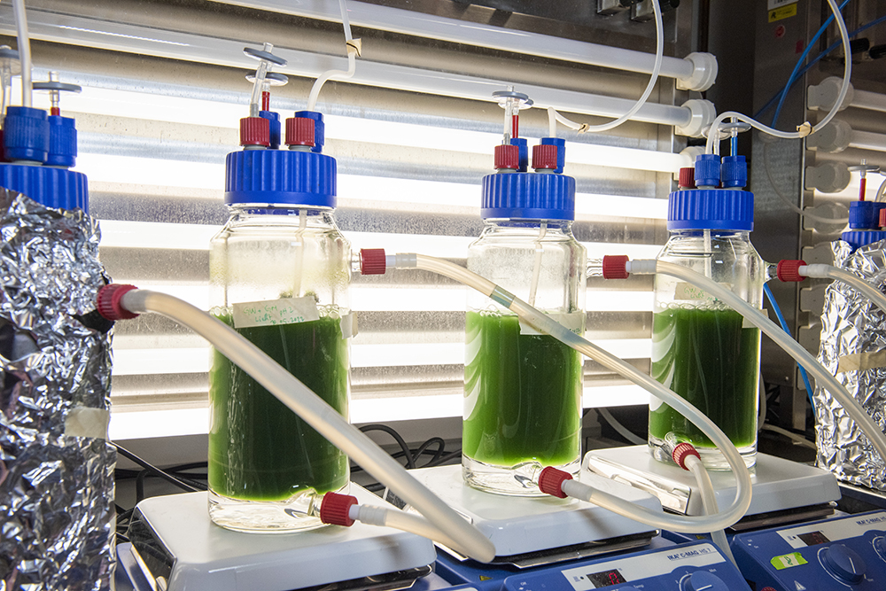 Spirulina-Kulturen in Bioreaktoren dem Algenbiotechnologie-Labor der BTU Cottbus-Senftenberg