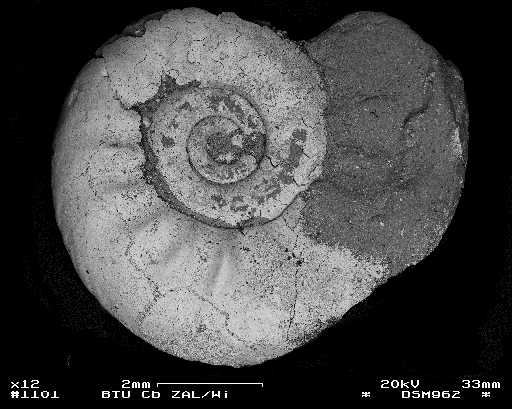 Ammonit mit BSE-Setektor
