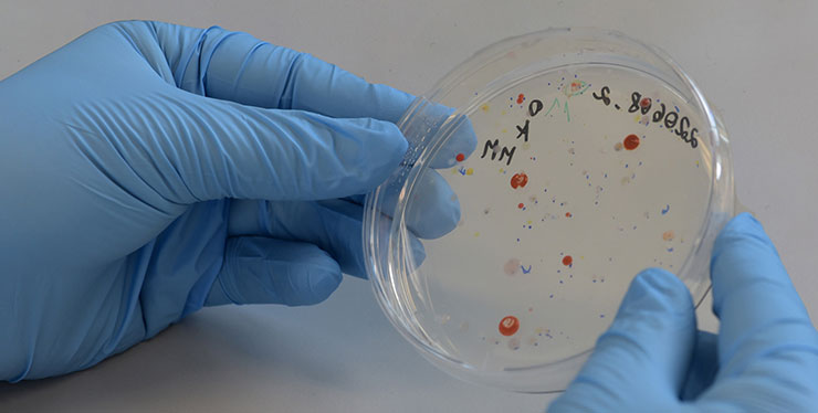 eine von zwei Händen in Schutzhandschuhen gehaltene Glasschale